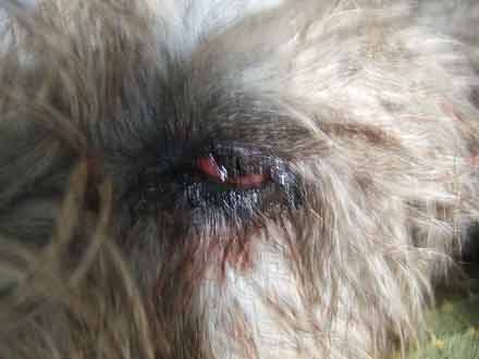 auge1.jpg