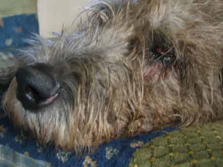 auge2.jpg