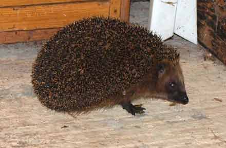 igel2.jpg