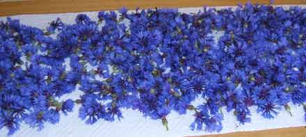 kornblumen.jpg