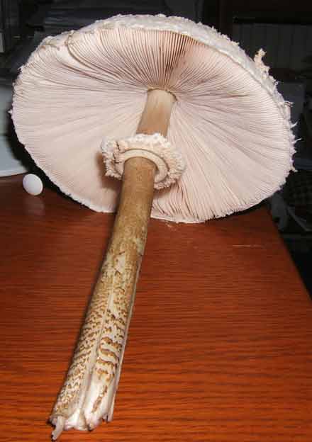 parasol-001a.jpg