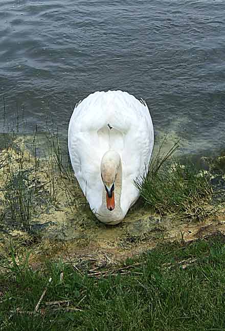 schwan1.jpg