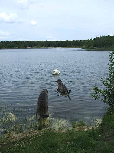 schwan2.jpg