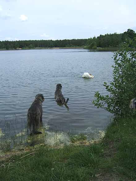 schwan3.jpg