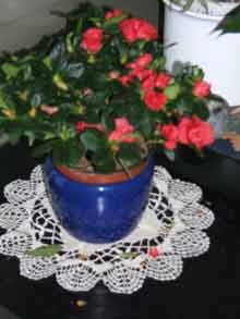 Blume1.jpg