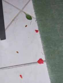 Blume2.jpg