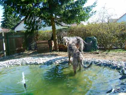 Teich3.jpg